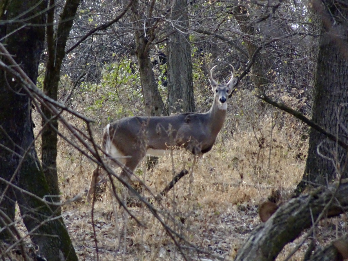 Animals - ML646795316