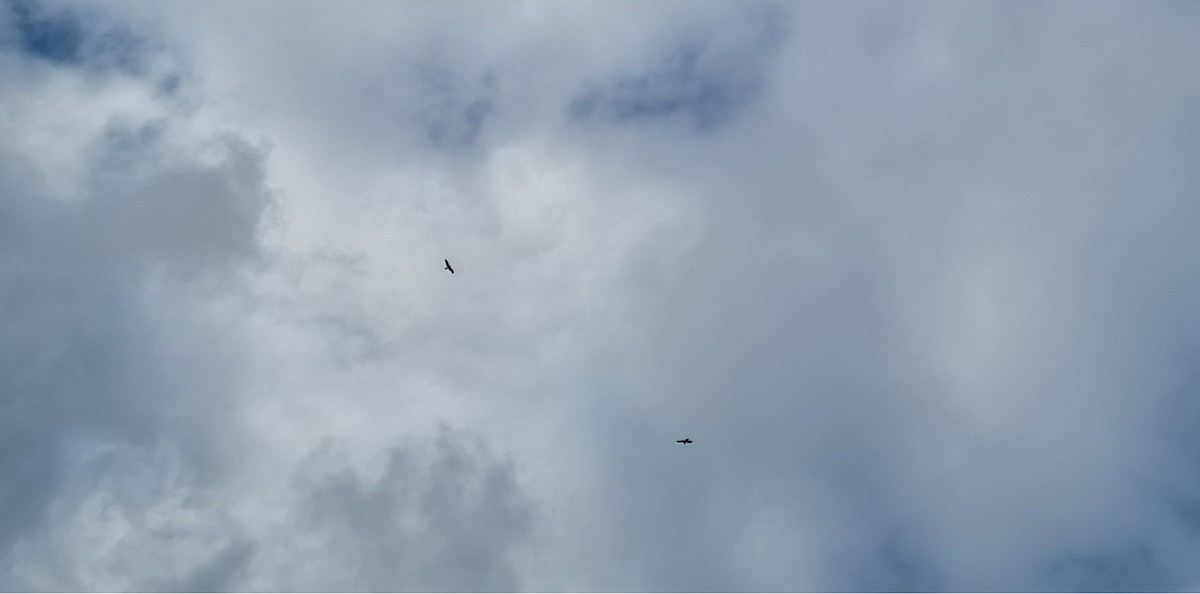 Бахим бүргэд - ML646795318