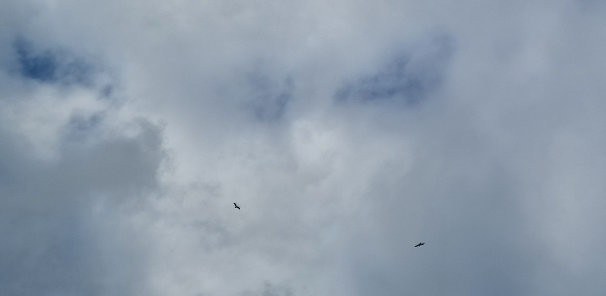 Бахим бүргэд - ML646795319