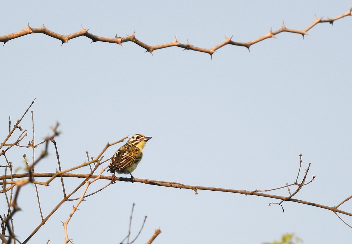 vousáček zlatočelý - ML646795320