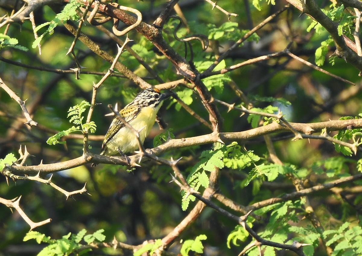 vousáček zlatočelý - ML646795321