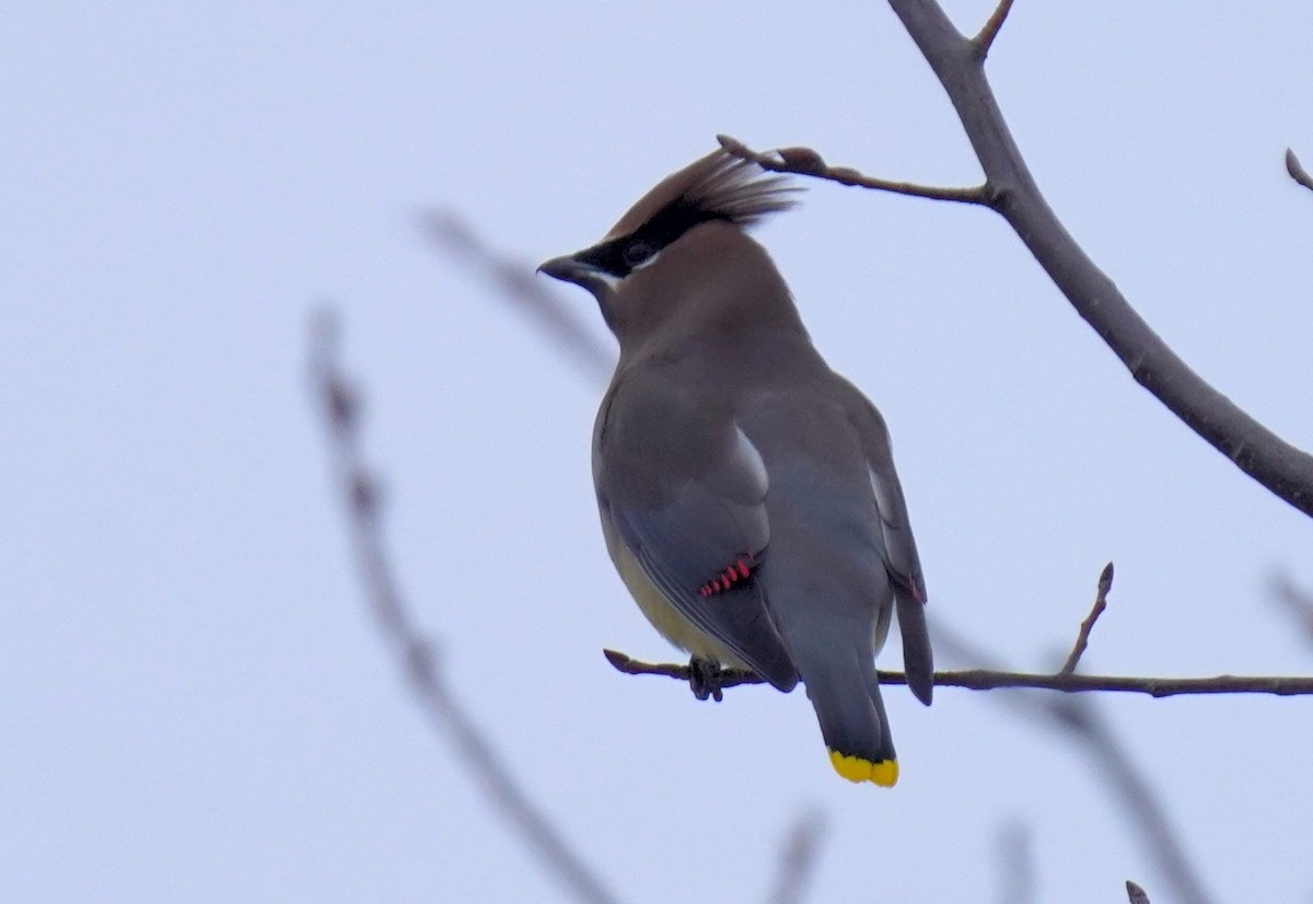 Cedar Waxwing - ML646795322