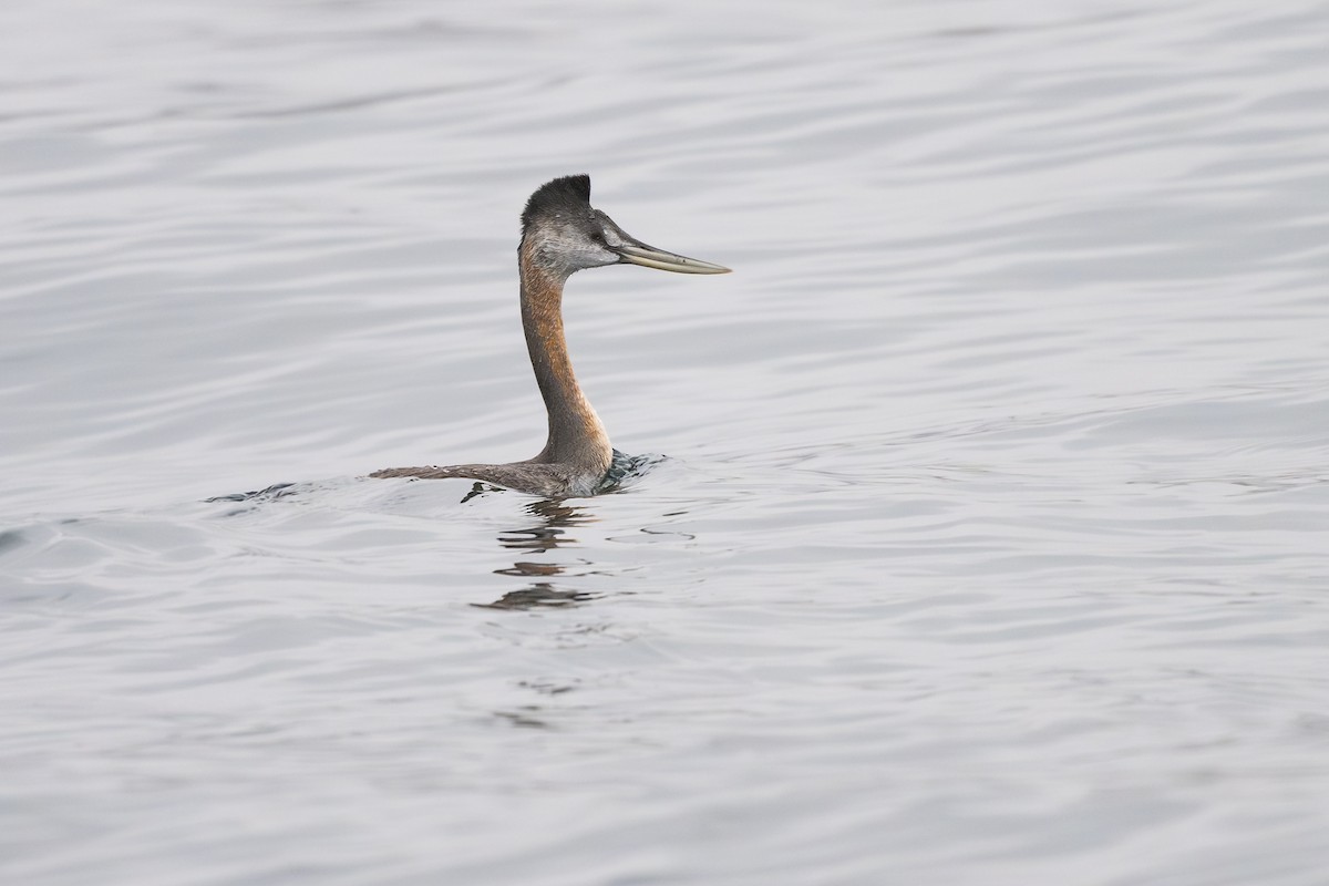 potápka velká - ML646795326