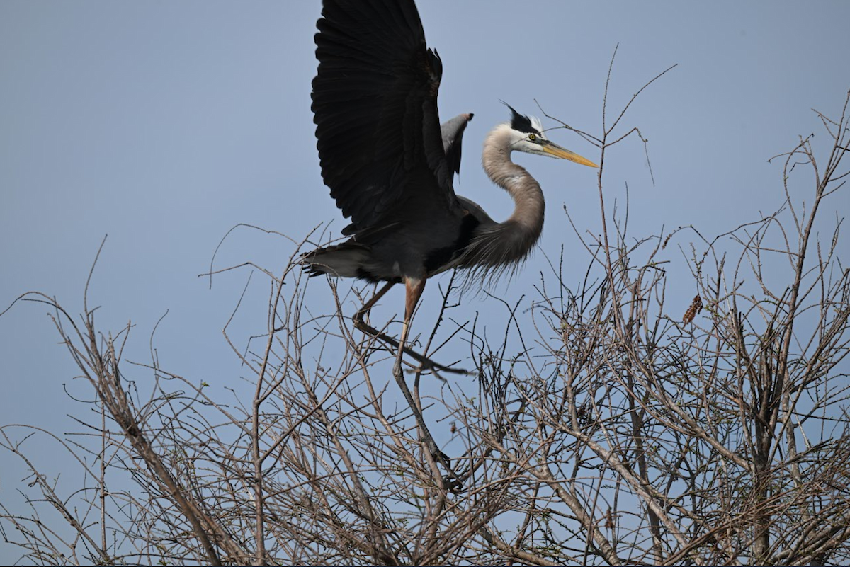 Great Blue Heron - ML646795327