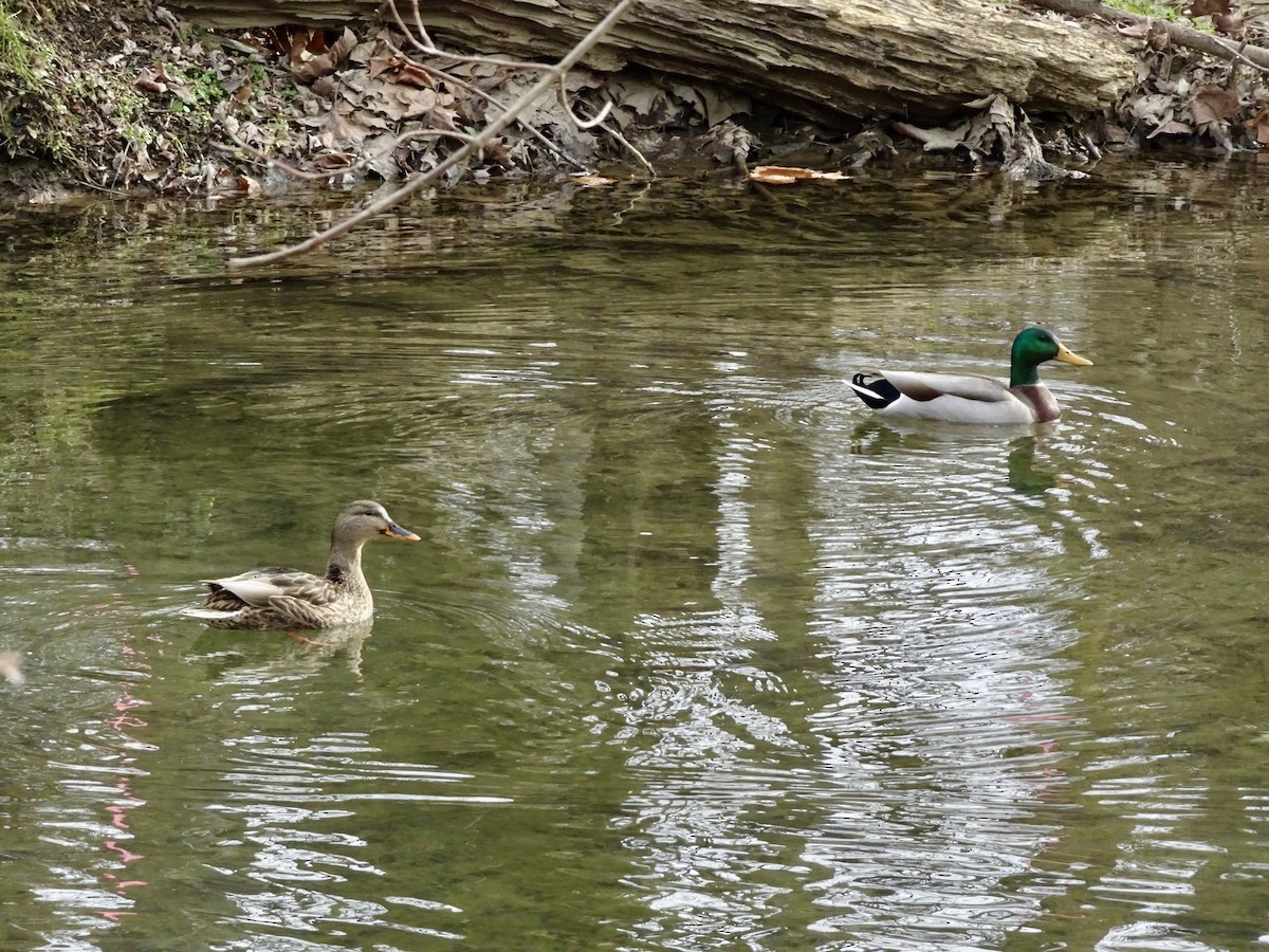 Mallard - ML646795328