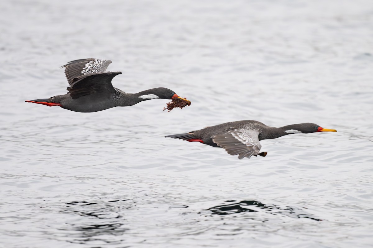 Баклан червононогий - ML646795329