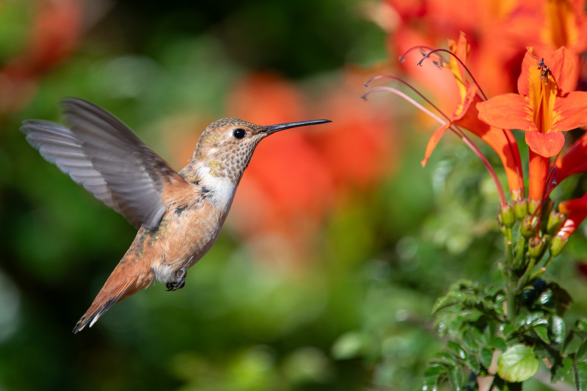 Rotrücken-/Grünrücken-Zimtelfe - ML646795330