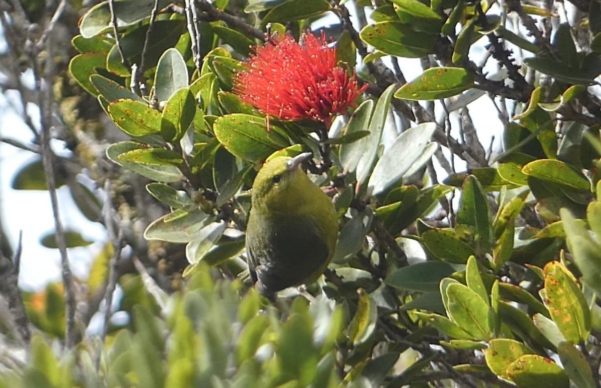 Анианиау - ML646795331