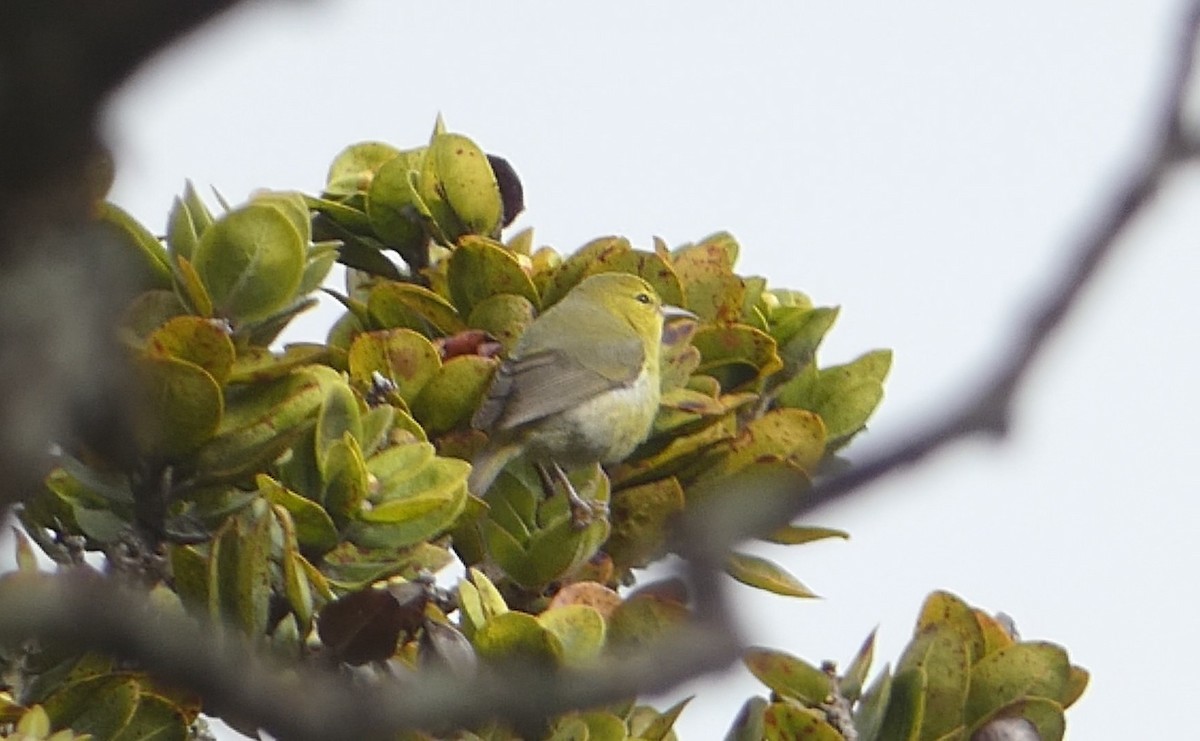 Анианиау - ML646795332