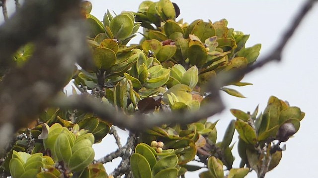 Anianiau - ML646795333