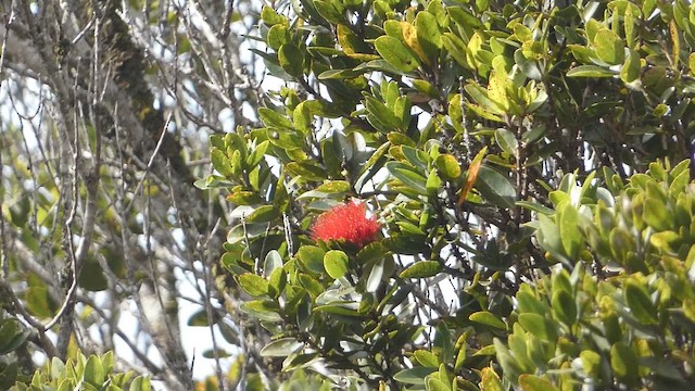 Anianiau - ML646795334