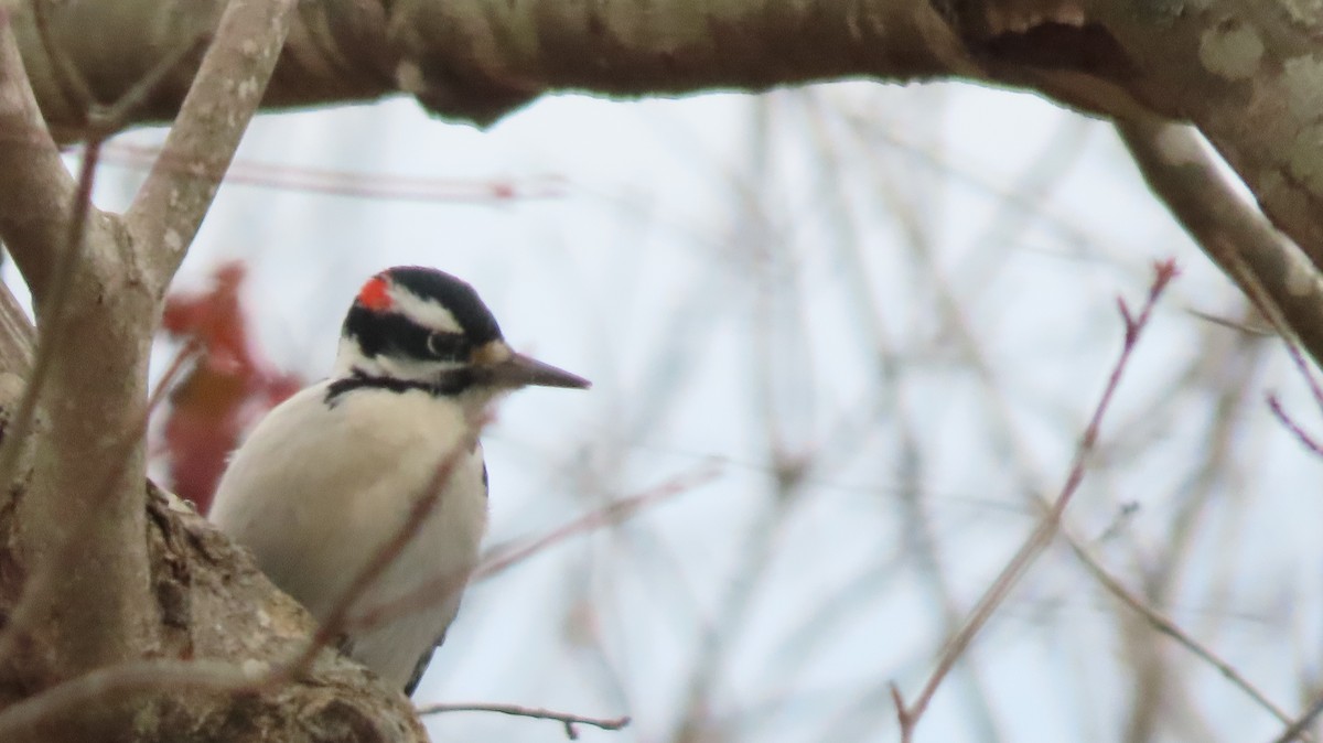 Hairy Woodpecker - ML646795335