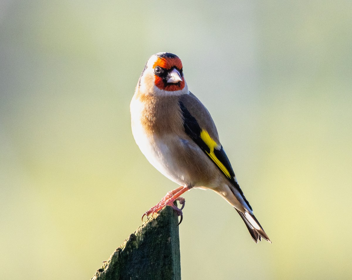 Щегол - ML646795336