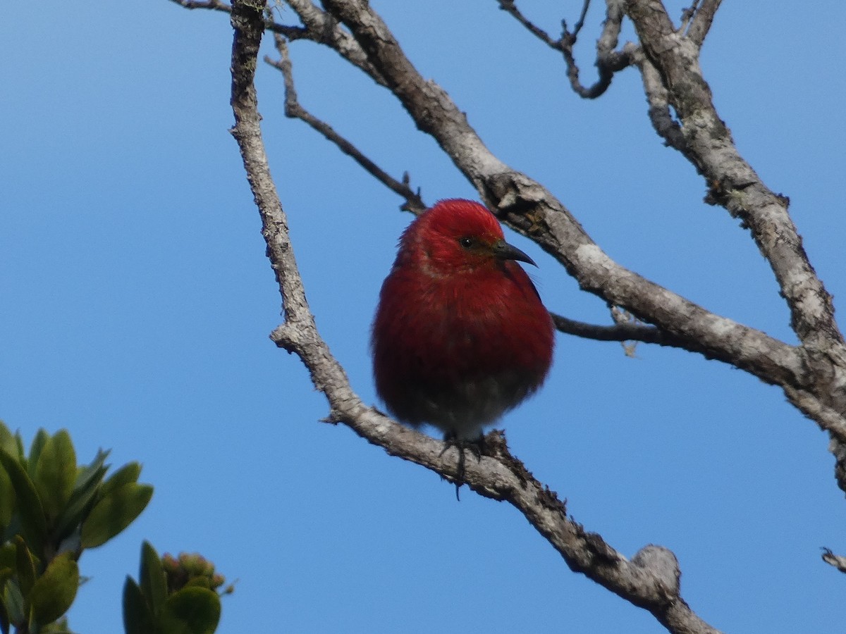 アカハワイミツスイ - ML646795337