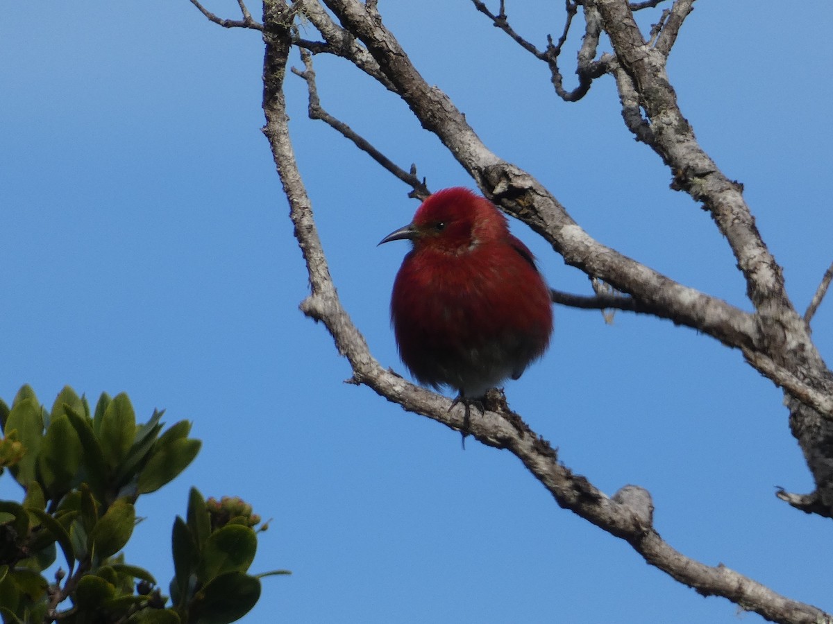 アカハワイミツスイ - ML646795338