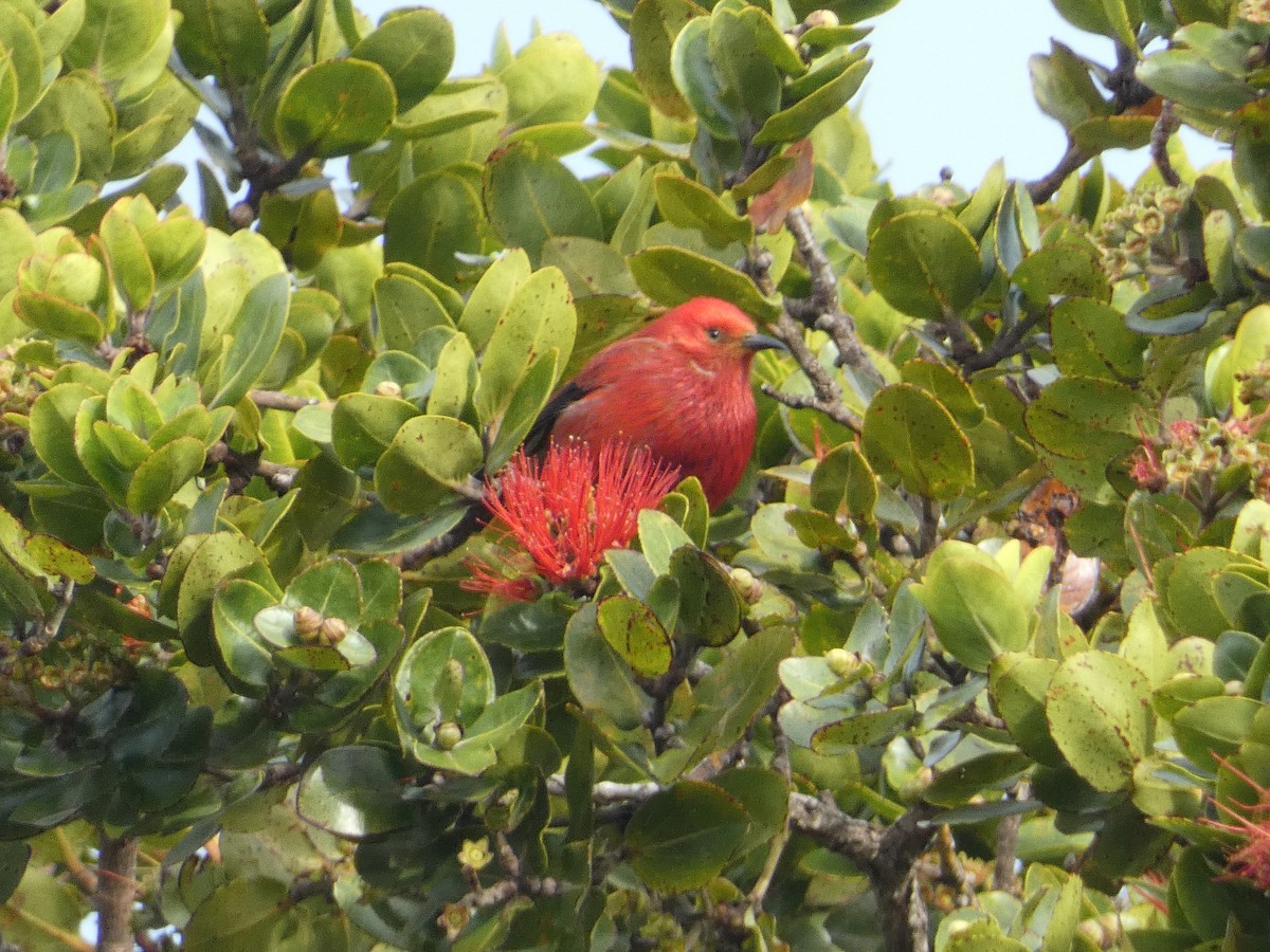 アカハワイミツスイ - ML646795339