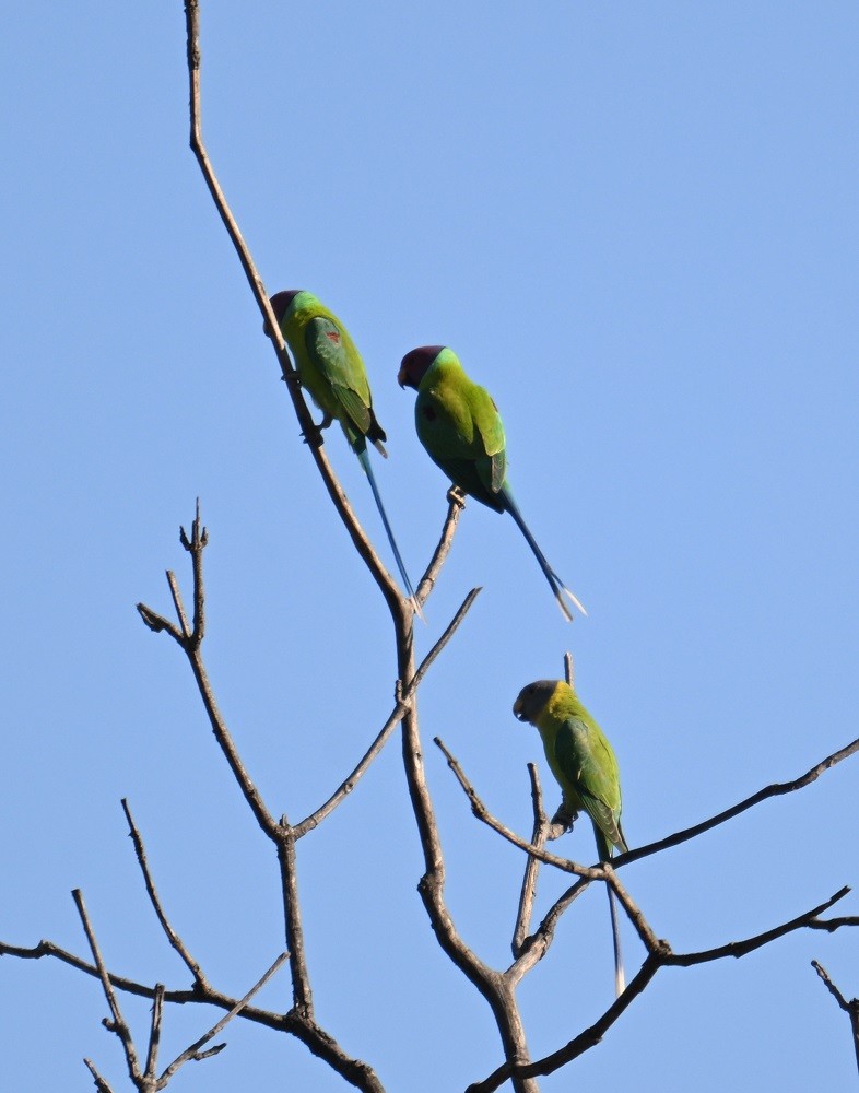 Plum-headed Parakeet - ML646795340