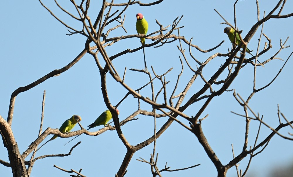 Plum-headed Parakeet - ML646795341