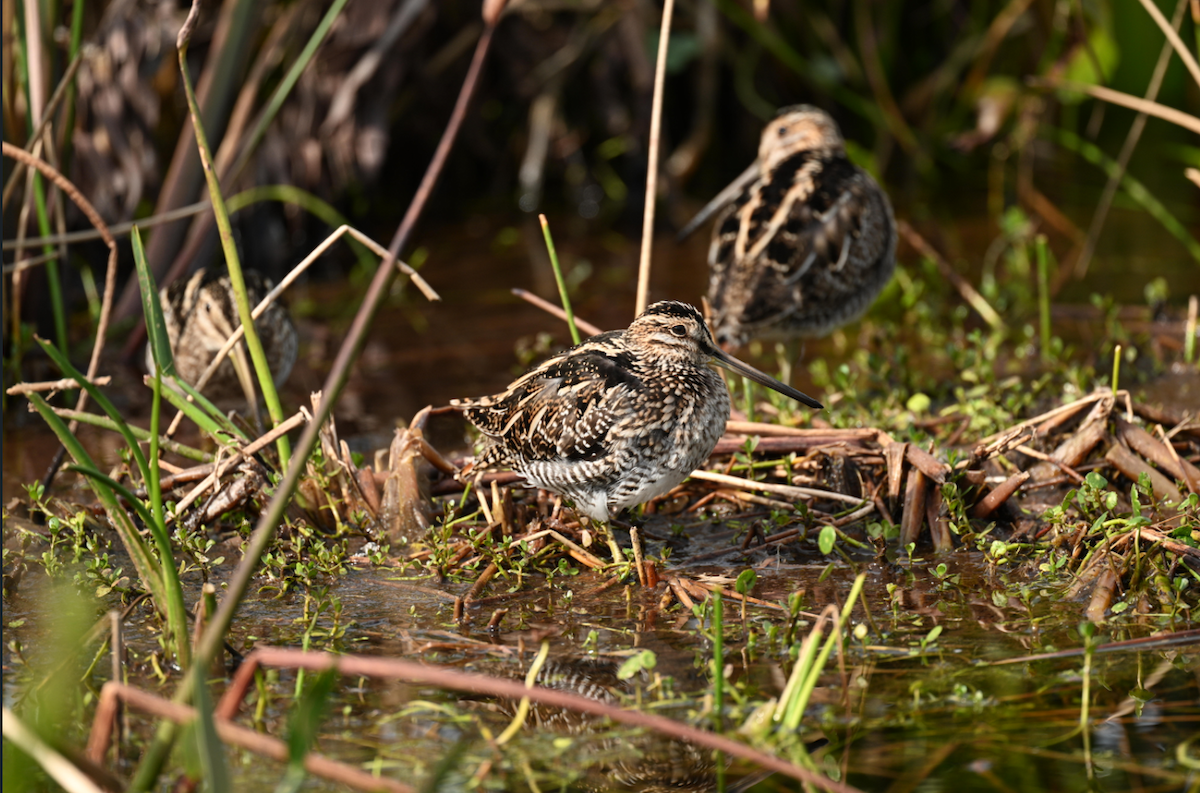 Wilson's Snipe - ML646795342