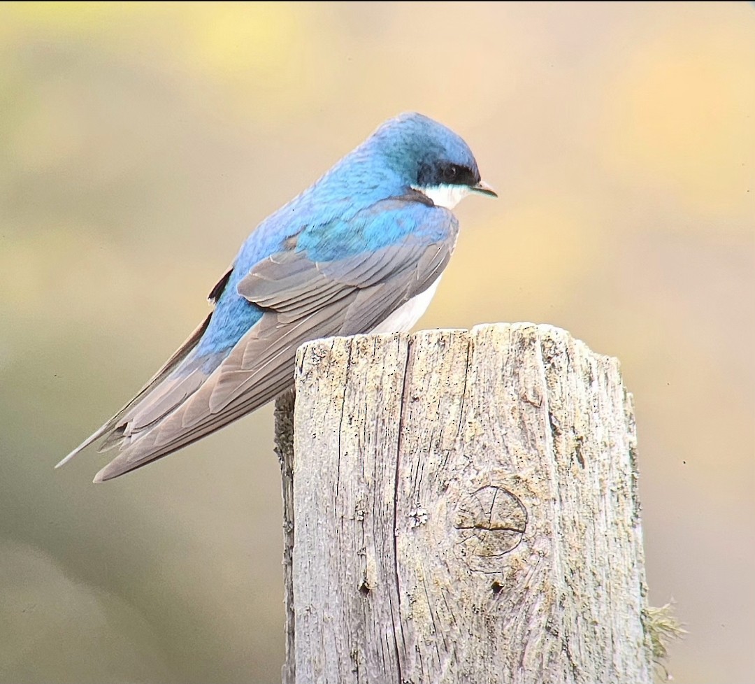 Tree Swallow - ML646795343