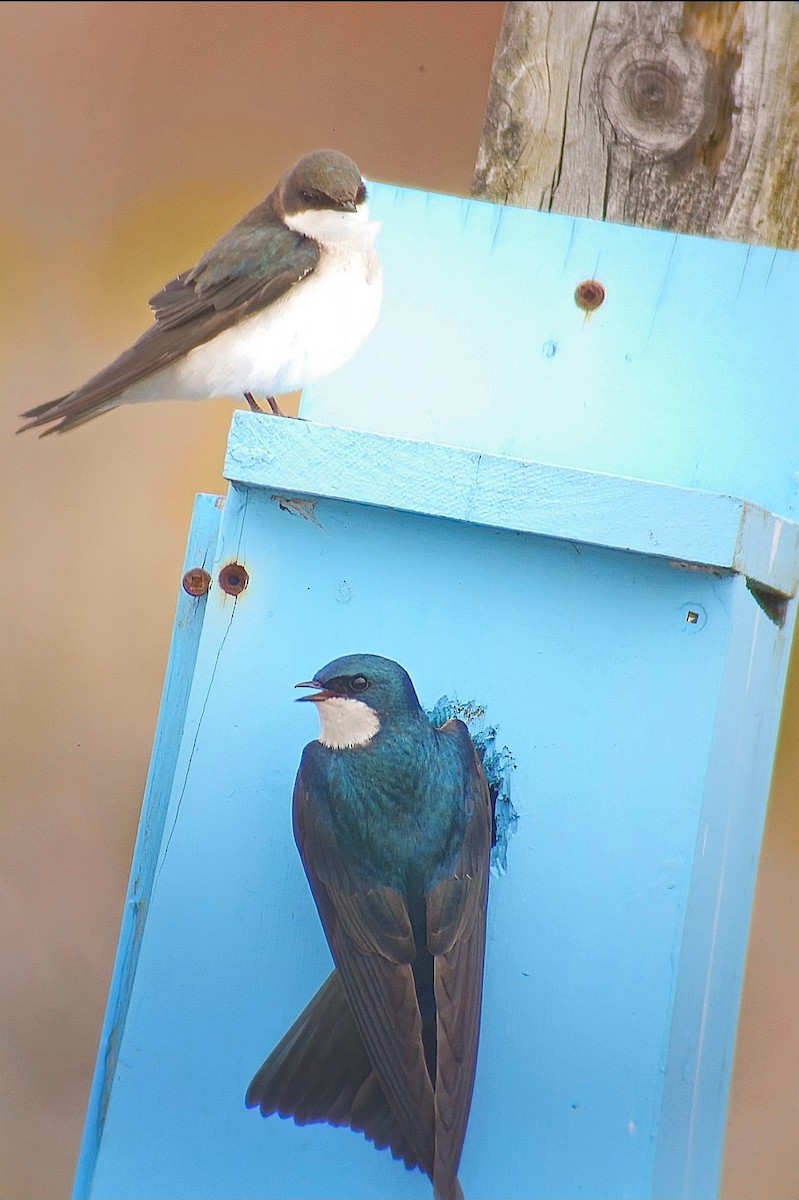 Tree Swallow - ML646795345