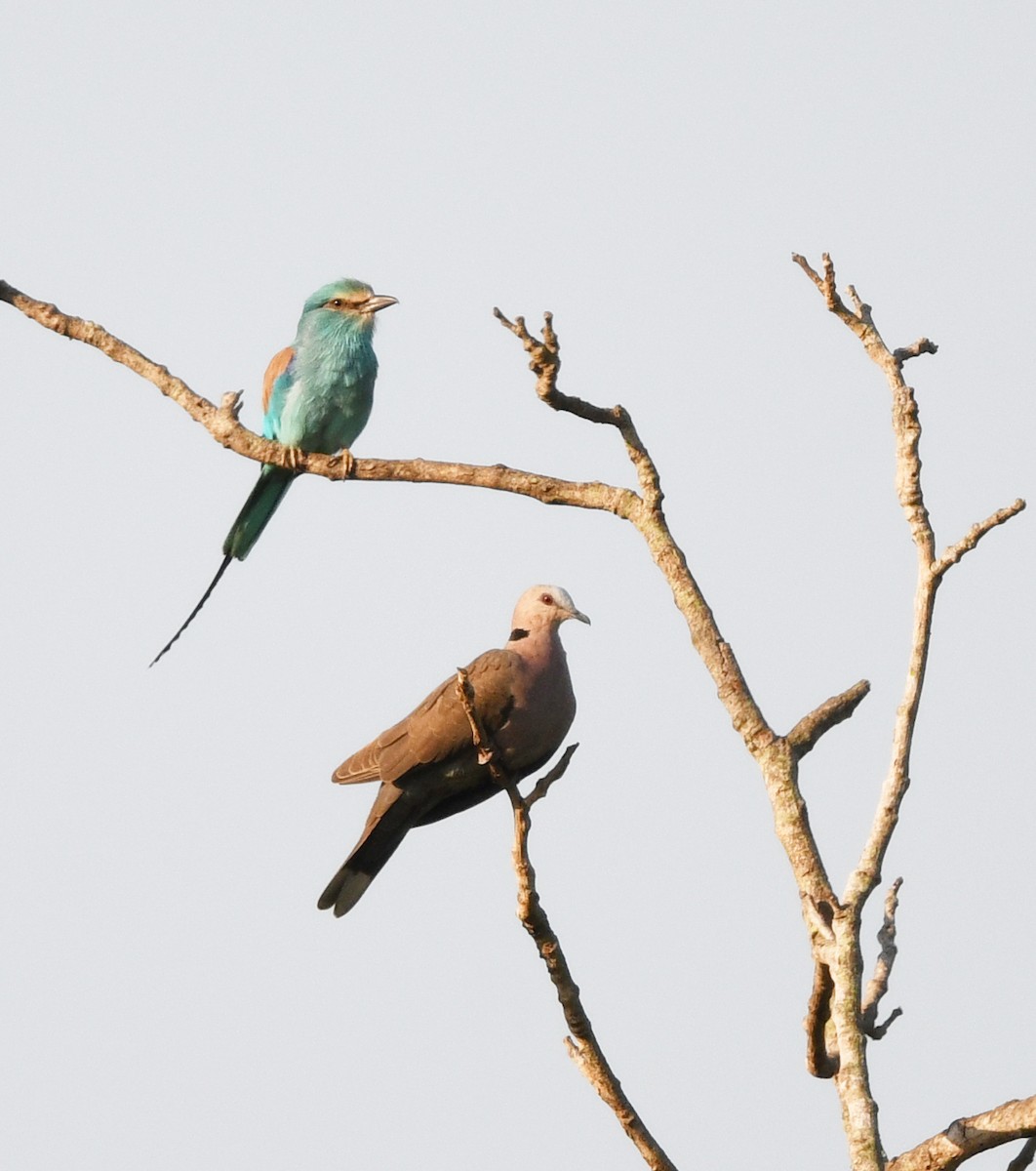 Abyssinian Roller - ML646795346