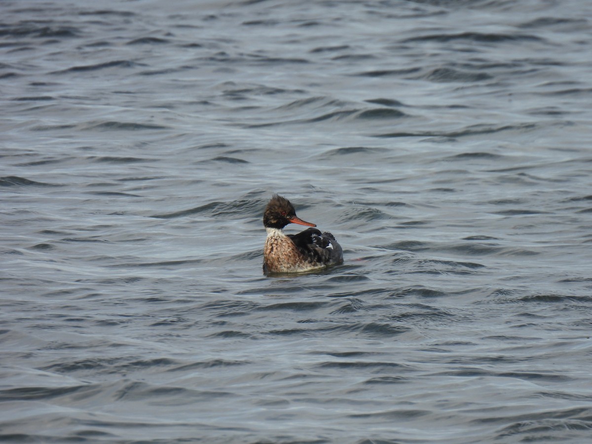 Red-breasted Merganser - ML646795349