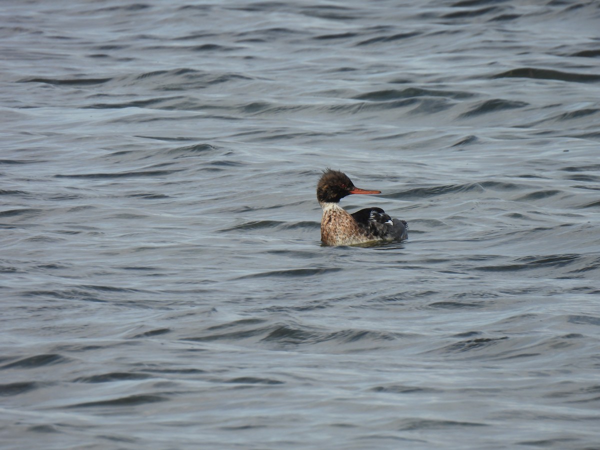 Red-breasted Merganser - ML646795350