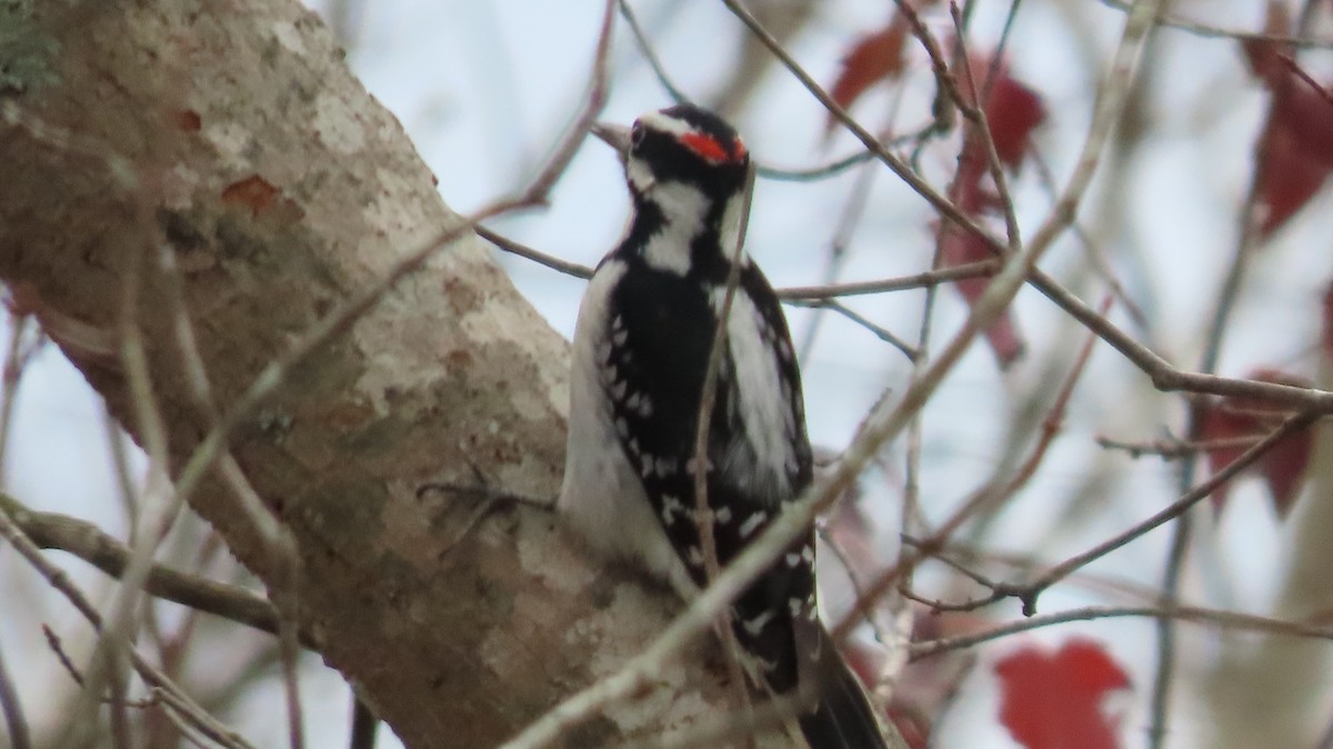 Hairy Woodpecker - ML646795352