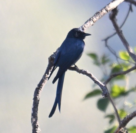 askedrongo - ML646795353