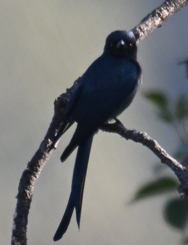 askedrongo - ML646795354