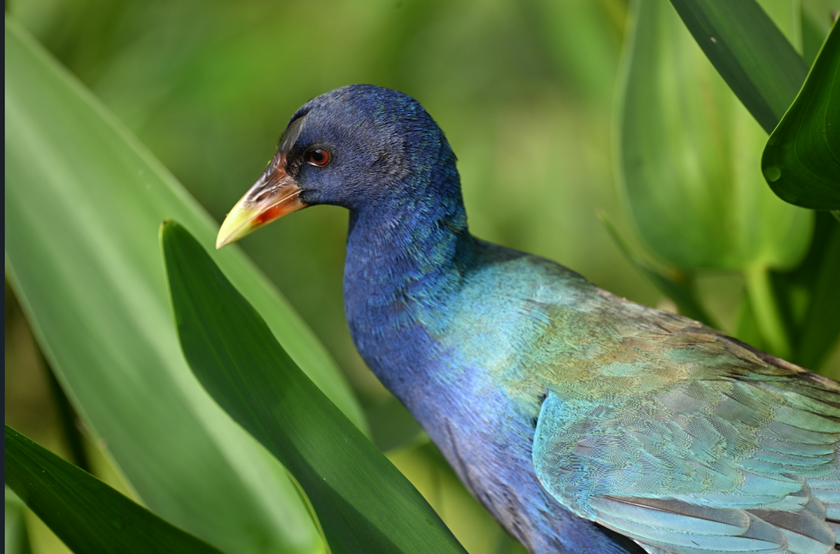 Gray-headed Swamphen - ML646795356