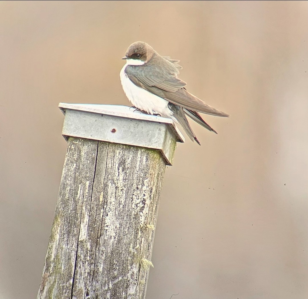 Tree Swallow - ML646795357