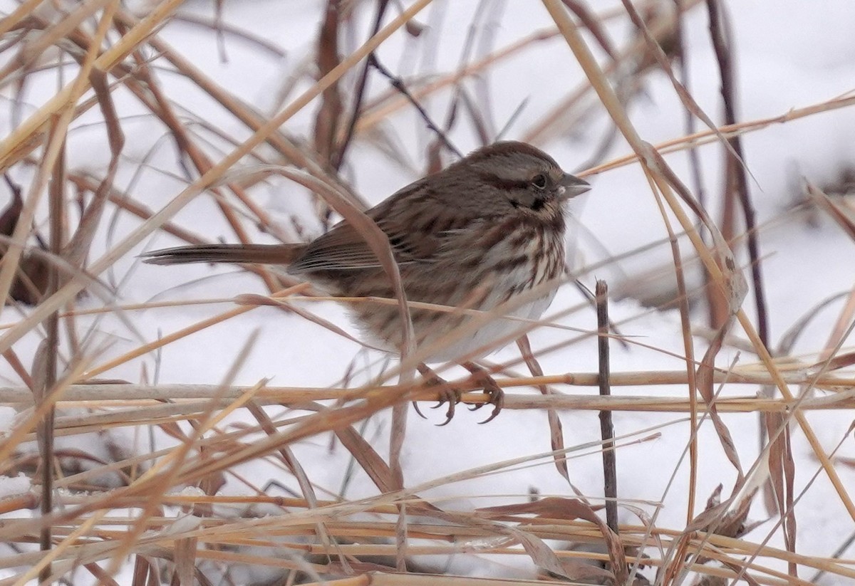 Song Sparrow - ML646795358