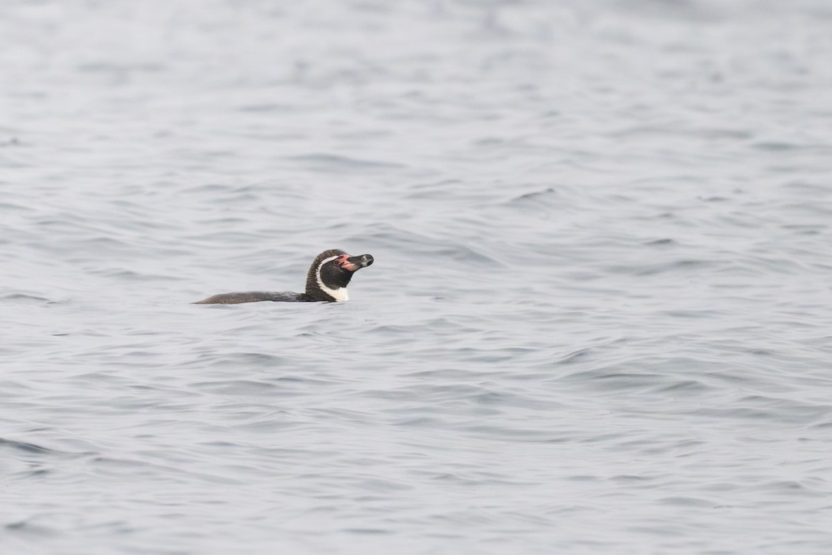 Humboldt Penguin - ML646795359