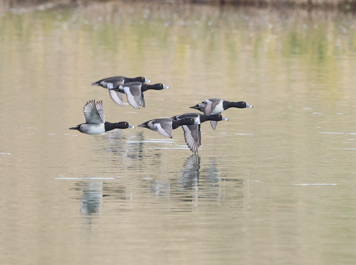 Halkalı Patka - ML646795360