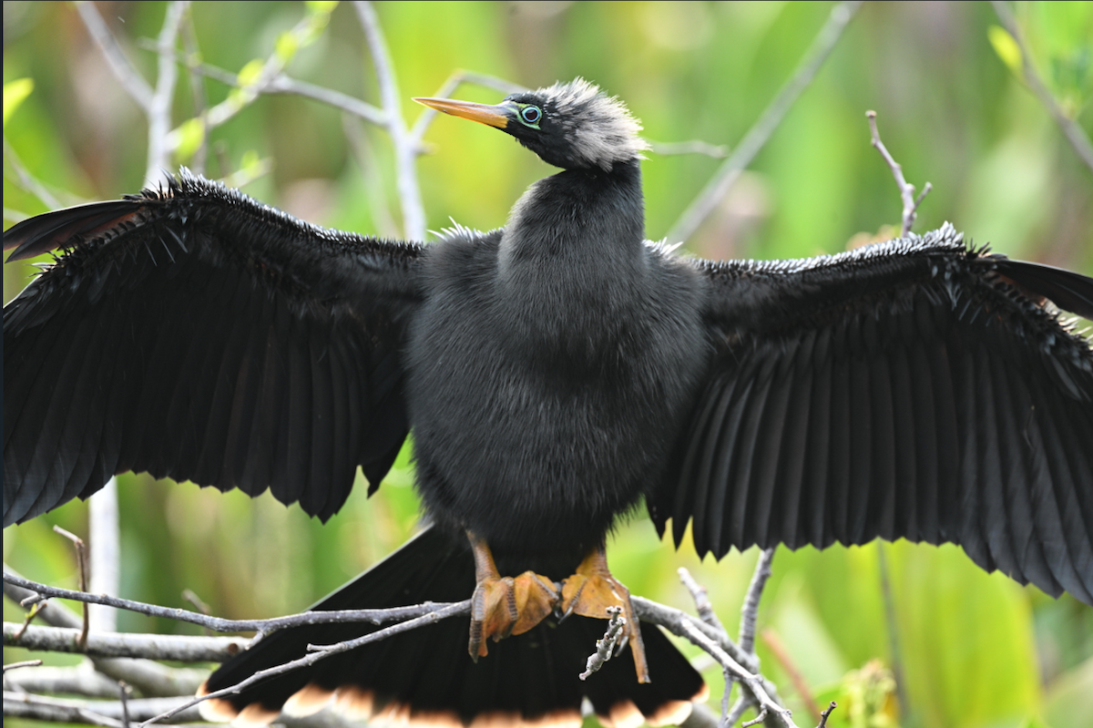 Anhinga - ML646795361