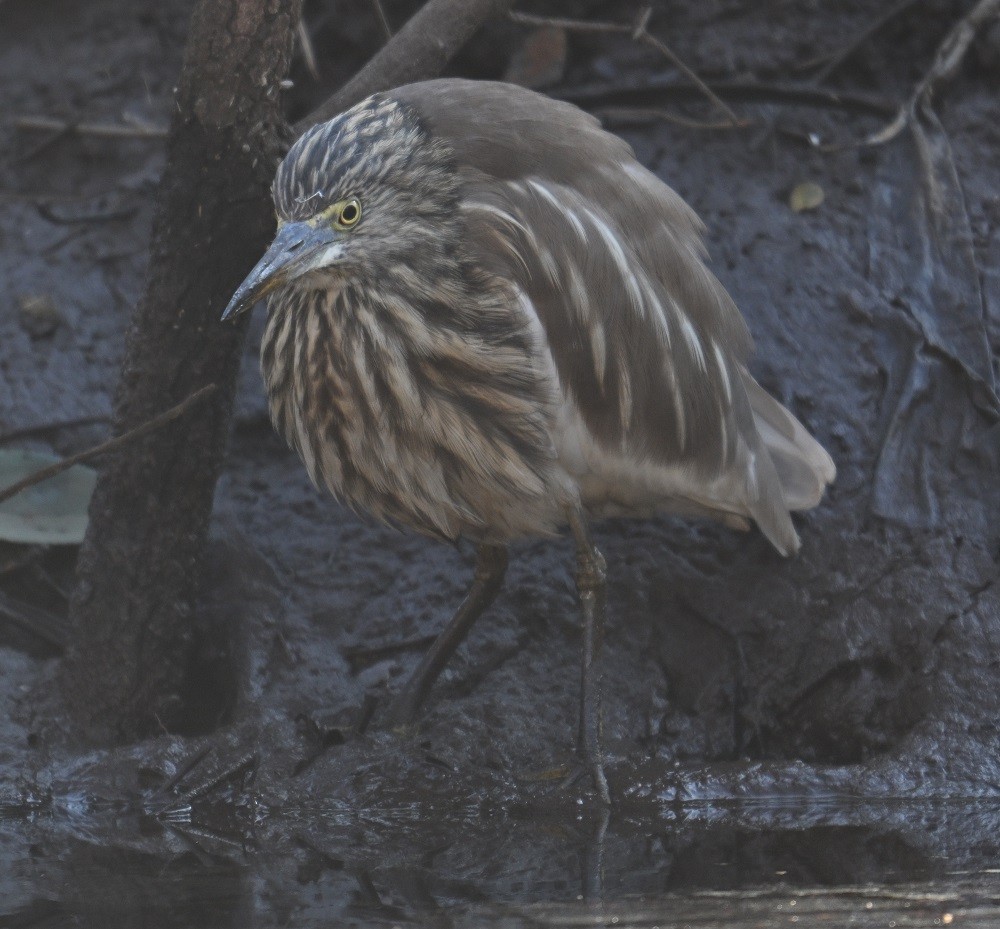 Indian Pond-Heron - ML646795363
