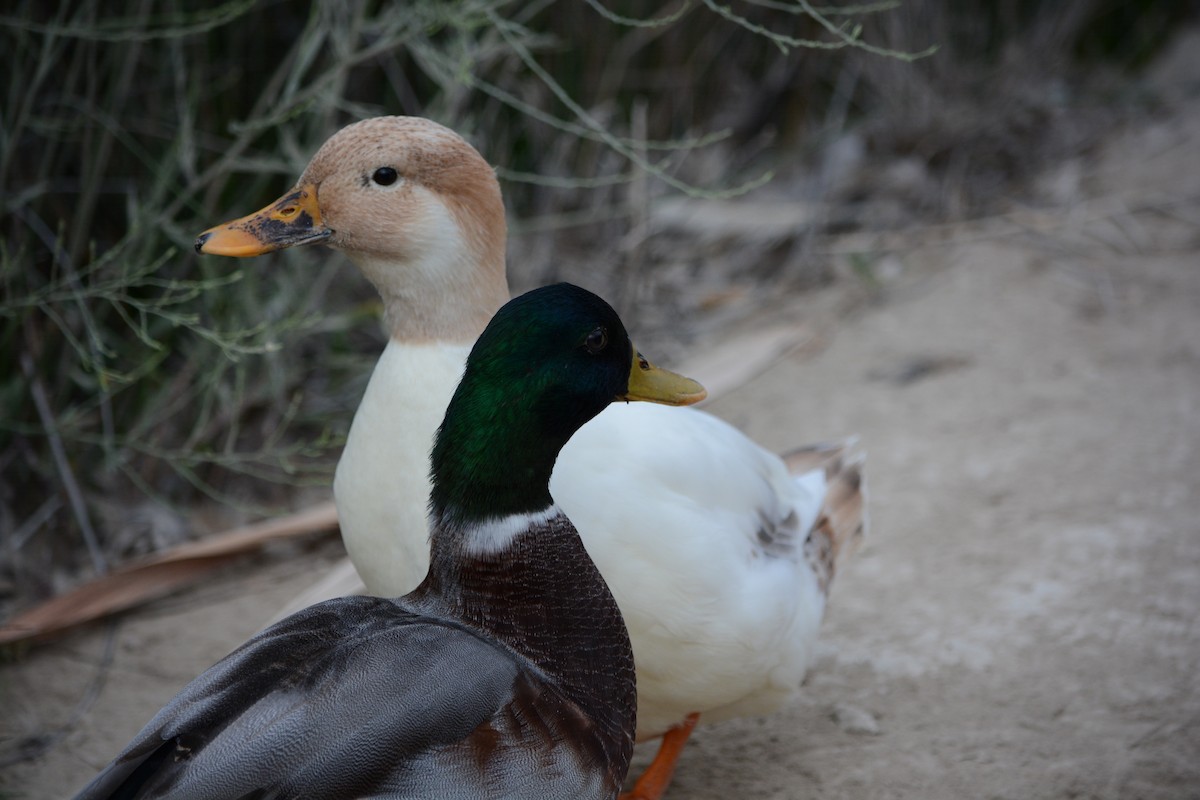 Mallard - ML646795364