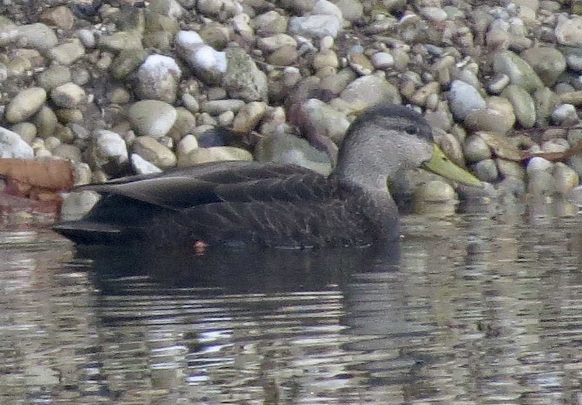 American Black Duck - ML646795366