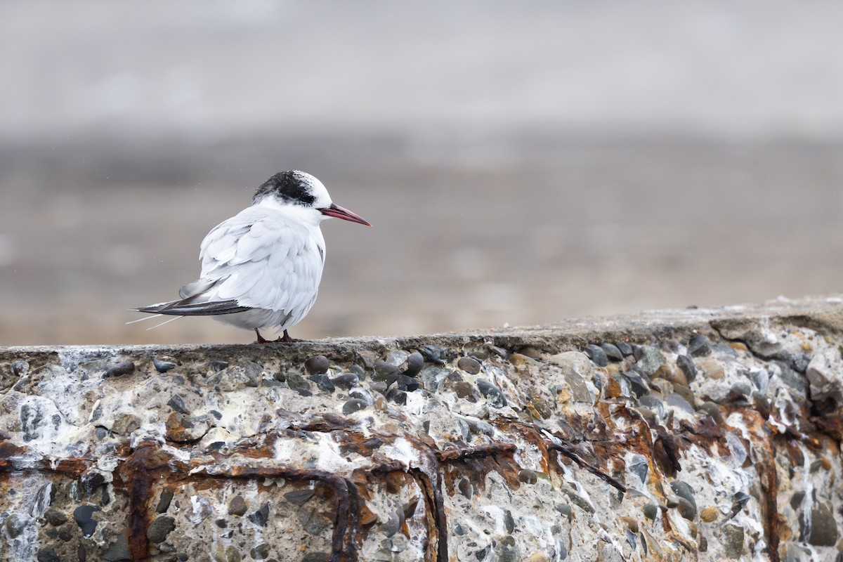 South American Tern - ML646795370