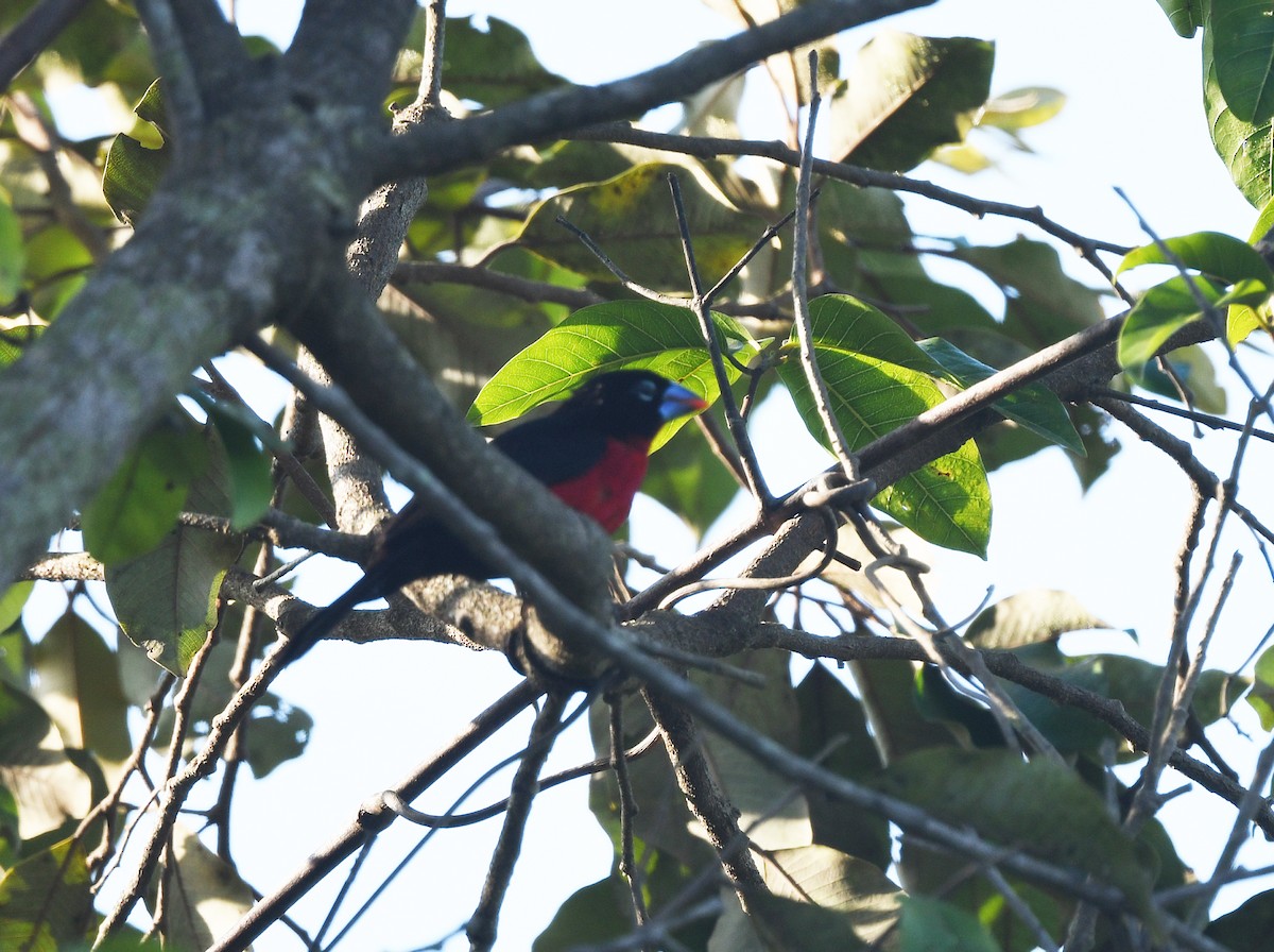 Estrilda Piquigorda Cabecinegra (haematina/togoensis) - ML646795371