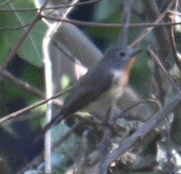 dvergfluesnapper - ML646795373