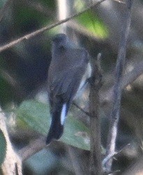 dvergfluesnapper - ML646795374