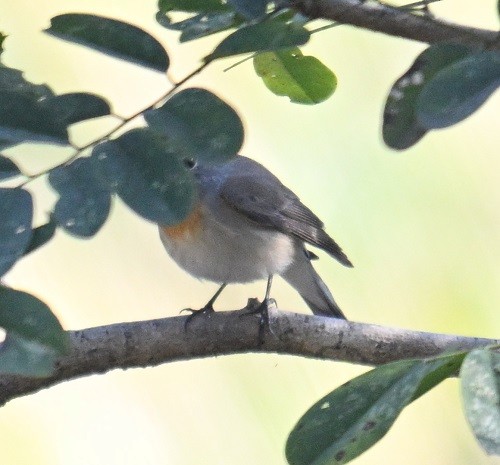 dvergfluesnapper - ML646795375