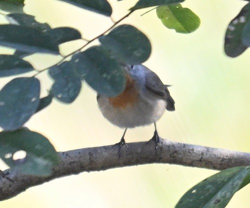 dvergfluesnapper - ML646795376