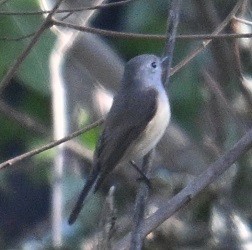 dvergfluesnapper - ML646795377