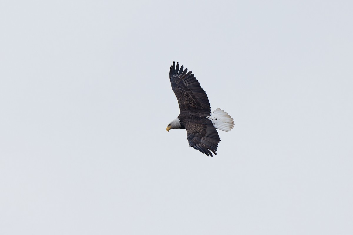 Pygargue à tête blanche - ML646795378