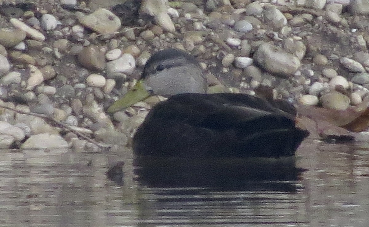American Black Duck - ML646795379