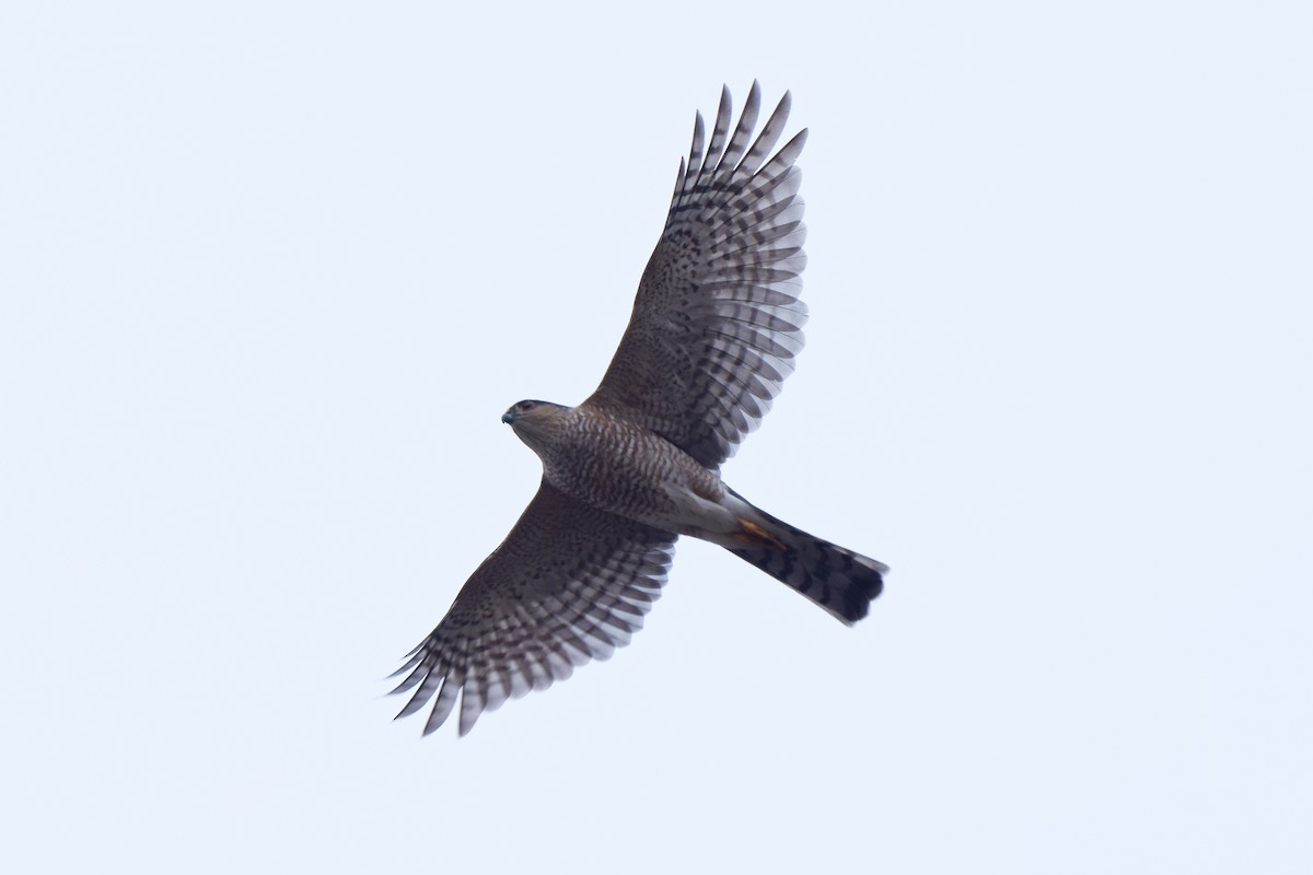 Épervier brun - ML646795380